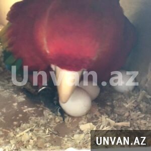Fertile Macaw Parrot Eggs For Sale