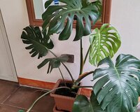 Monstera-dekorativ bitki