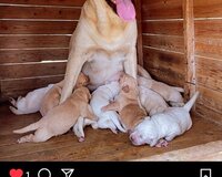 Golden Retriver Labrador Tecili