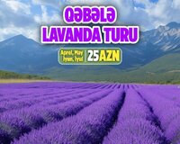Rəngli Qəbələ Lavanda turu