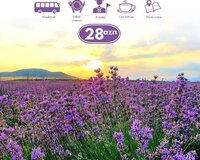 Lavanda tur