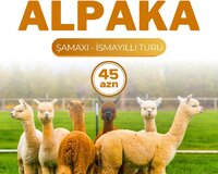 Şamaxı Alpaka