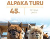 Alpaka turu