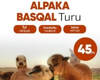 Şamaxı Alpaka • İsmayıllı Basqal Turu