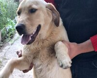 Qızılı Labrador Retriver