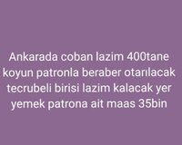 Ankaraya çoban lazimdir