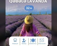 Qəbələ lavanda tur