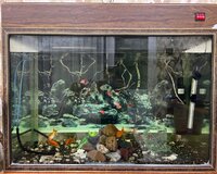 Akvarium ve baliglar