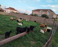 Heyvanlar qoyunlar keçilər