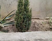 Arizona agaci