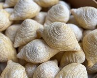 Badambura sifarisi