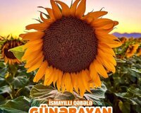 Günəbaxan turuu