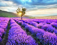 Günəbaxan Lavanda turu
