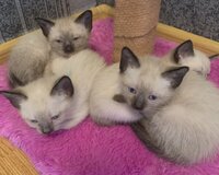 Siam pişik balalarının satışı
