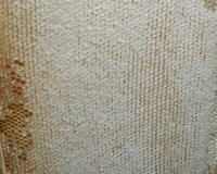 Təmiz dağ balı – Quba(qarxun)çiçəklərindən