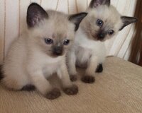 Siam pişik balalarının satışı