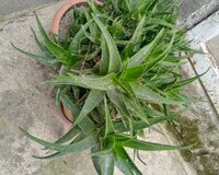 Aloe 8 il 2 ədəd dibçəkdə
