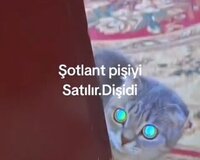 Şotlant pişiyi