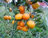 Lənkəran Astara turu