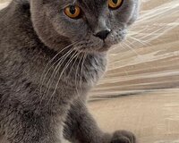 Erkek şotland pişiyi satılır