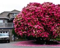 Gözəçi və bağıban işləri axtarıram