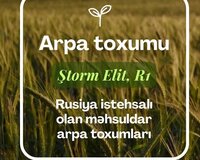 Arpa toxumu - Ştorm Elit və R1