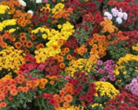 Təbbi dipçək gülləri və ağaclar