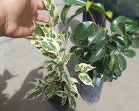 Təbbi dipçək gülü