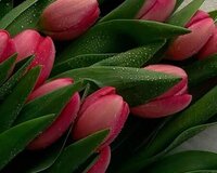 Oz evimde usaqa baxiram