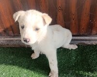 xhaski sibilya qurdu