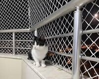 Pişik üçün təhlükəsizlik torları