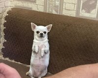 Adı lusi sənədlidir