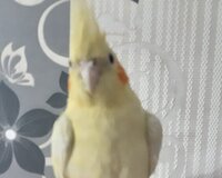 Papuqay qəfəs və yem