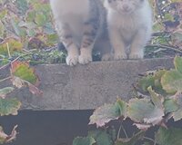 Pişiklər Etibarlı Əllərə Sahibləndirilir