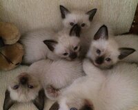 Siam pişik balalarının satışı