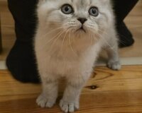 Şotland tipli balaca pişik balası