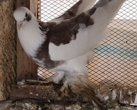 Oynaq göyərçinlər