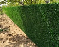 Yaşıl hasar -setka qazon