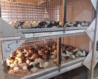 Cücərin topdan satış qiyməti bizdə