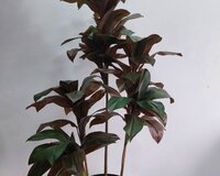 Süni dekorativ ağac və güllər