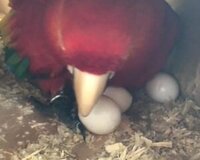 Fertile Macaw Parrot Eggs For Sale