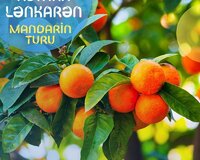 Mandarin bağlarına səyahət