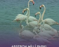 Abşeron milli parki-şahdili Turu 13 və 20 noyabr