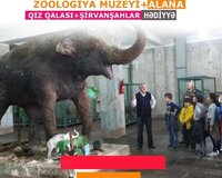 Zoologiya Muzeyi
