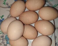 Avstrolop yumurtası