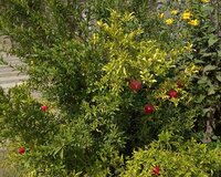 Suraxanı,qaraçuxur 4-cu Mədən kuç 2 otaq , Suraxanı rayonu