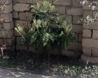M Fərruxov68a 5 otaq , Mingəçevirdə