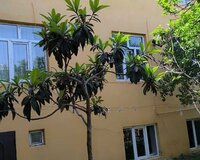 Masazir Qesebesi 1 ci Araz Marketin Yaninda, 7 otaq , Abşeron rayonu