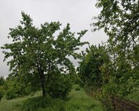 Qusar rayonu Həsənqala kəndi, 6 sot