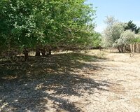 Abşeron r. Görədil q. Görədil bağ massivi, 12 sot , Abşeron rayonu